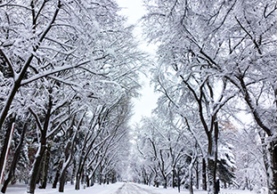 雪の北海道大学構内