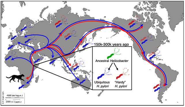 ヘリコバクターがアフリカから我々の胃の中を旅する(画像 提供：SIII）